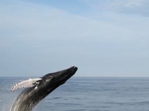 bultrug walvis (humpback whale) | Bar Harbor ME